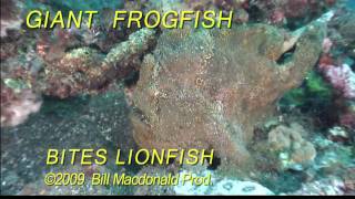 Diving Giant frogfish bites lionfish Ouch [upl. by Nnylrats675]