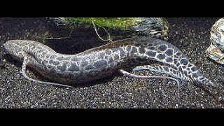 Rare Fossil Fish  Leopard Lungfish in action [upl. by Einhorn756]