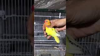 Lutino personatus birds albino lovebirds albinoredeyes lovesigns parrot [upl. by Yerxa]