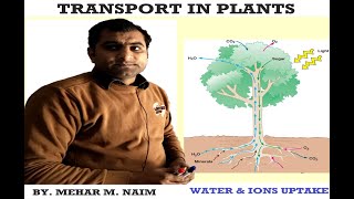 Water and Ion Uptake I Transport in Plants I Transport I Chapter09 [upl. by Akinad171]