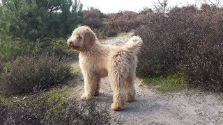 Boef our Australian Labradoodle 17 months [upl. by Leahcimnaj]