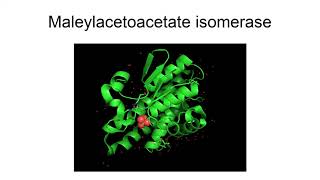 Maleylacetoacetate Isomerase [upl. by Farica438]