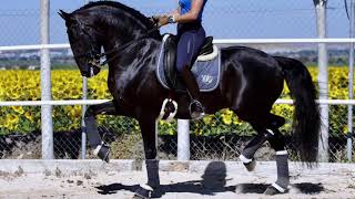 SOLD 🇵🇹Lusitano Ortigao Costa 2012 • Almost GPRIX FEI DRESSAGE Horse 🇵🇹 [upl. by Dedric]