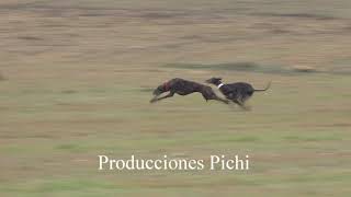 Copa Ibérica Carreras de Galgos en Campo 2020 [upl. by Sandell]