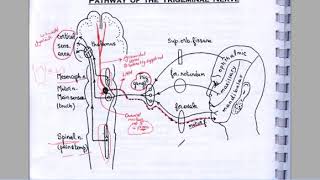 L3 TRIGEMINAL NERVE  CORNEAL REFLEX  JAW REFLEX  PALATAL REFLEX [upl. by Mada]