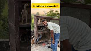 Ye hai hmare new pets😍 petlover minivlog pigeonvlogger kabutar murga aseel aseelmurga [upl. by Annawat282]