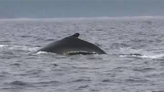 Les baleines du parc Forillon Gaspésie [upl. by Asiluy]