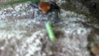 Dart frog is really a Brown Mantella trying to eat horn worm [upl. by Sedinoel]