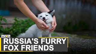 Domesticated foxes of Novosibirsk  A decades long scientific experiment of Russia  World News [upl. by Yreme]