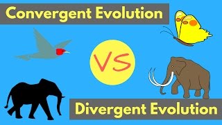 Convergent Evolution vs Divergent Evolution  Shared Traits Explained [upl. by Johnstone]