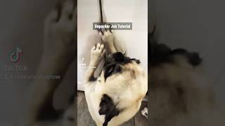 Professional Unpacker😂Проффесионал Распаковщик😂 pets dog familyru comedy youtube funny [upl. by Leno242]