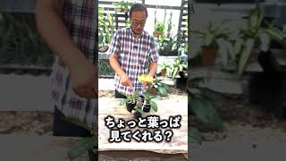 【洋蘭】これなんだかわかる？orchidDo you know what this isseedpot368 sheath [upl. by Segroeg]