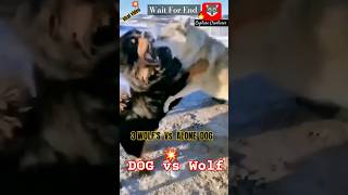 😱3Wolfs Vs 1DogDangerous Real FightTibetan Mastiff Vs Wolf🐶💥🐺wolf fighting tibetandog shorts [upl. by Westberg]