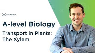 Transport in Plants The Xylem  Alevel Biology  OCR AQA Edexcel [upl. by Ilujna]