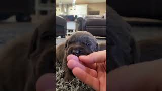 Chocolates start growing up labrador dog labradorlovers pets puppy [upl. by Hamaso]