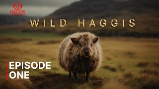 Wild Haggis Episode One  The Unseen Heros Of Scottish Forests [upl. by Jemy]