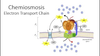 Chemiosmosis [upl. by Ettevi]