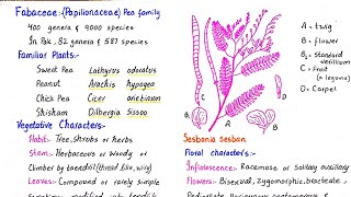 Family fabaceae  floral characters vegetative characters and economic importance  class 11 [upl. by Andreana]