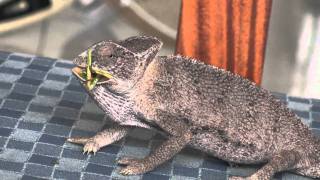 chameleon eats a mantis HD [upl. by Quiteris]