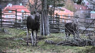 Vilda nordiska djur på Skansen älgen [upl. by Hayyikaz]