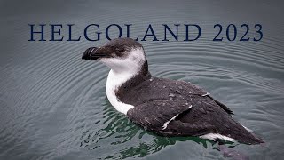 Helgoland 2023  Naturfilm [upl. by Casabonne]