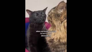 Cat zoning out memes meme memeshorts [upl. by Fiann121]