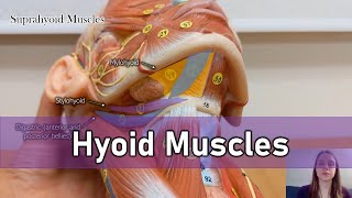 Hyoid muscles [upl. by Saidee]