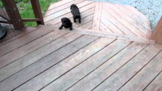 Boykin Spaniel Puppies 5 Weeks 5 Days [upl. by Herr400]