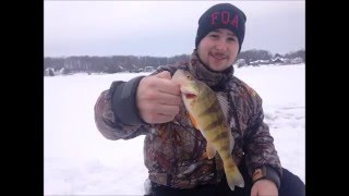 Merveilleuse pêche de 45 perchaude Amazing ice fishing for perch NO KILL [upl. by Malley]