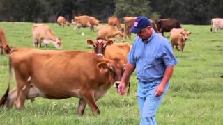 Grass Fed Dairy Cows [upl. by Cappella]