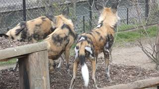 Playful African Wild Dogs in the Rain Painted Wolves Lycaon Pictus at London Zoo [upl. by Byrle455]