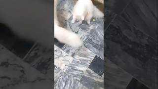 CUTE KITTENS PLAYING WITH LUDO DICE ❣️😍 shortsvideo shortsfeed viralshorts shorts [upl. by Aohsoj]