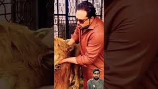 lion tigerlion lionslife love trindingshorts shortsvideo youtubeshortsviral 🦁🐯 [upl. by Annette973]