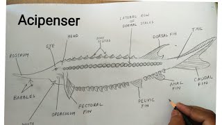 how to draw acipenser sturio fish [upl. by Ayram257]