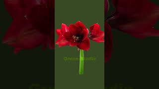 Time lapse of opening dark red amaryllis plants gardening flowers [upl. by Lorelle]