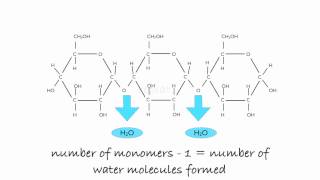 Polymerisation of Glucose to Starch [upl. by Esyle879]