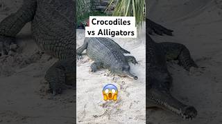 Crocodiles vs Alligators Easiest Way To Tell Apart 😱🐊shorts crocodile [upl. by Kcirreg84]