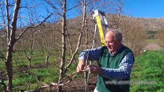 How to prune peach amp nectarine trees [upl. by Jourdan]