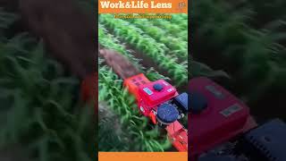 A motorized tiller skilfully moves between crop rows turning soil and uprooting weeds efficiently [upl. by Kling]