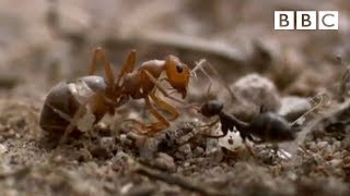 Ant colony raids a rival nest  Natural World  Empire of the Desert Ants  BBC [upl. by Mikel]