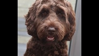 Australian Labradoodle Puppy doing Tricks [upl. by Essilec]