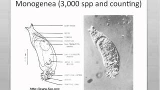 Intro to the Monogeneans Part I [upl. by Cristoforo]