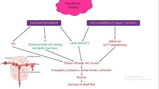 Vasodilator Theory Oxygen Demand Theory Chapter 17 part 3 Guyton and Hall Physiology [upl. by Adao697]