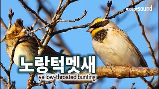 헤어스타일 멋지네 노랑턱멧새 yellowthroated bunting soundvideo [upl. by Sjoberg]