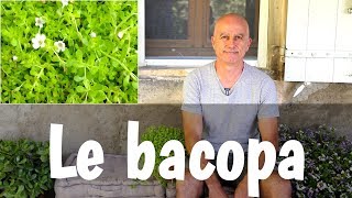 Bacopa  mémoire capacités cognitives alzheimer [upl. by Franck955]