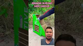 BURUNG MERPATI DAN JEBAKAN BURUNG pigeon uniquetrap birds easytrap trapbox birdtrap [upl. by Heiner13]