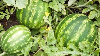 How to Grow Watermelons  Complete Growing Guide [upl. by Lienad]