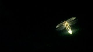 Lightning bugs flying at night and mating  Vlog [upl. by Yellah]