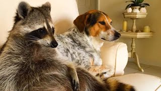 Watch This Before You Get A Pet Raccoon [upl. by Eruot940]