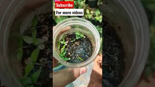 How to germinate Pepper seeds fast [upl. by Nickie]